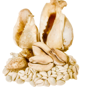 Aje Cowries & Seashells (16 pcs)