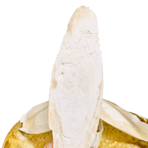 Fofo Olokun Cuttle Bone